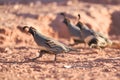 GambelÃ¢â¬â¢s Quail Royalty Free Stock Photo